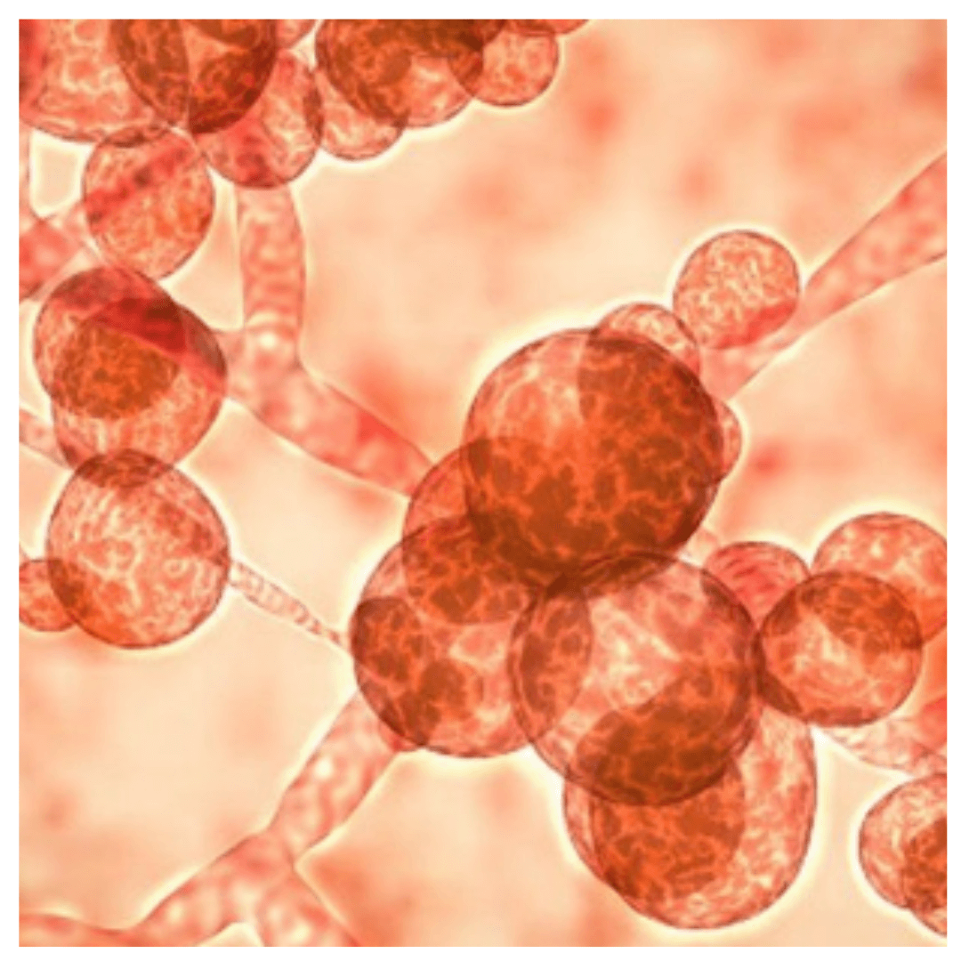 Figura 1: Representación de algunos de los principales hongos patógenos incluidos en nuestro panel de diagnóstico molecular de 19 especies.